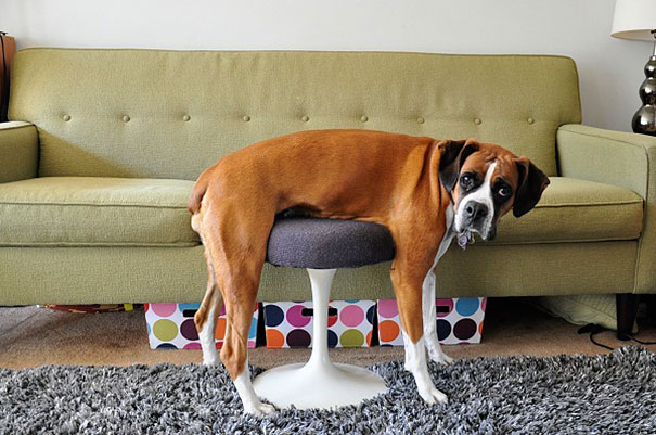 cats-and-dogs-losing-the-battle-with-human-furniture-1