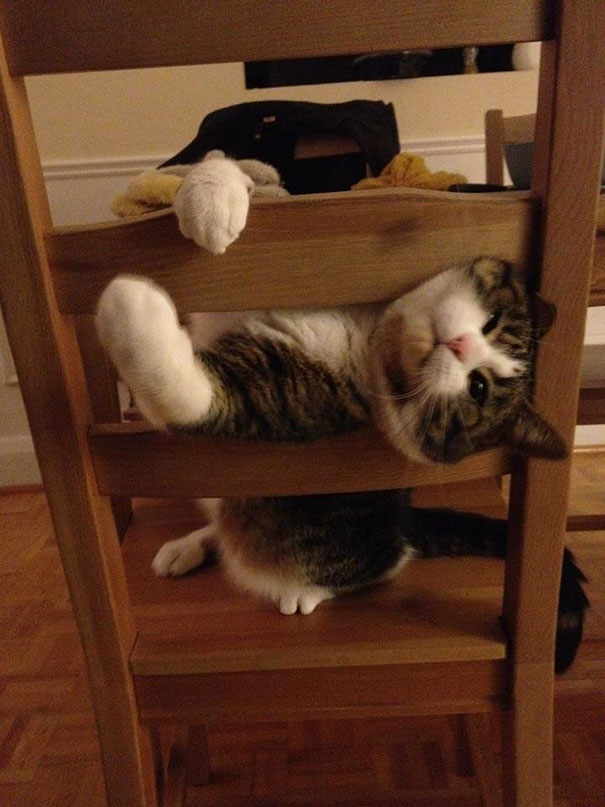 cats-and-dogs-losing-the-battle-with-human-furniture-10