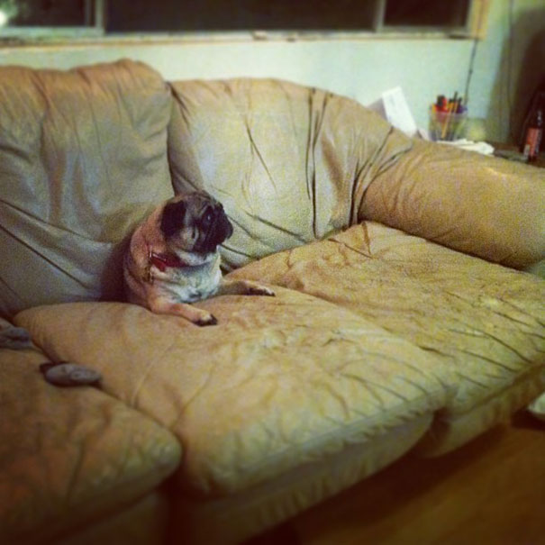cats-and-dogs-losing-the-battle-with-human-furniture-11