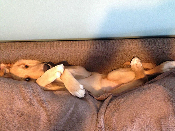 cats-and-dogs-losing-the-battle-with-human-furniture-12
