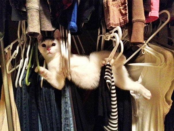 cats-and-dogs-losing-the-battle-with-human-furniture-13