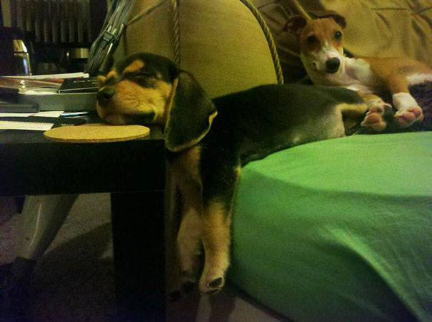 cats-and-dogs-losing-the-battle-with-human-furniture-14