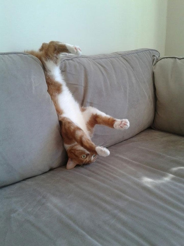 cats-and-dogs-losing-the-battle-with-human-furniture-15