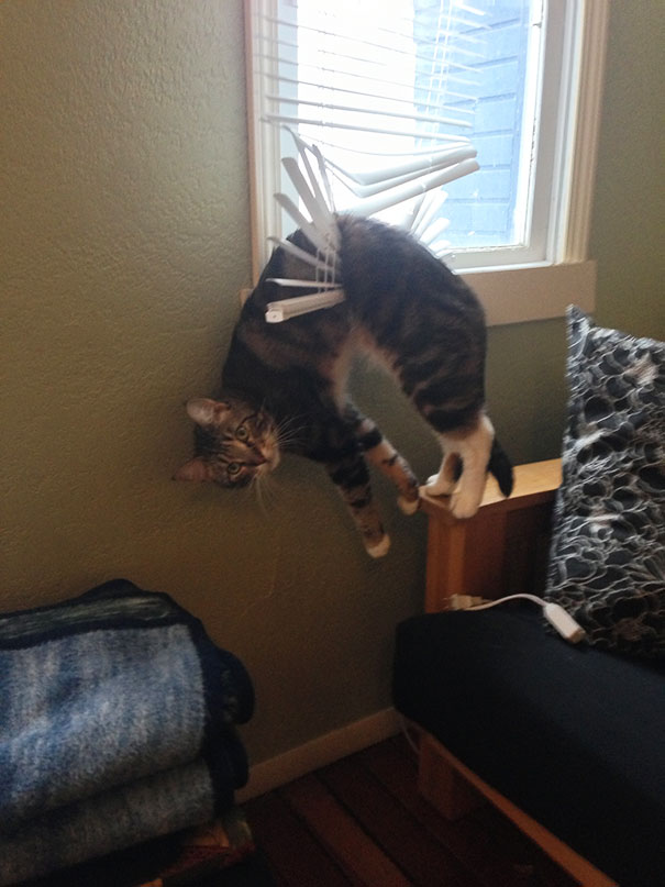 cats-and-dogs-losing-the-battle-with-human-furniture-16