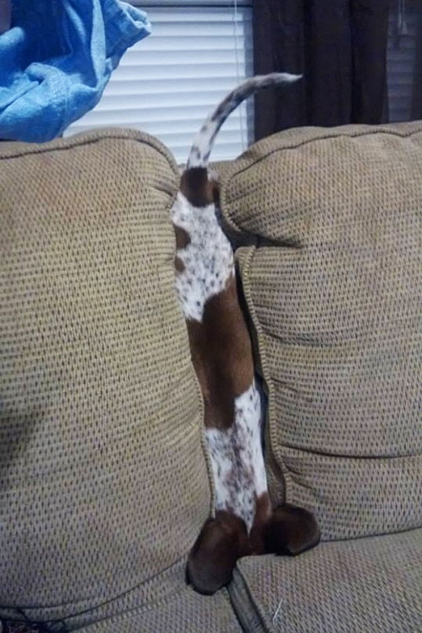 cats-and-dogs-losing-the-battle-with-human-furniture-17