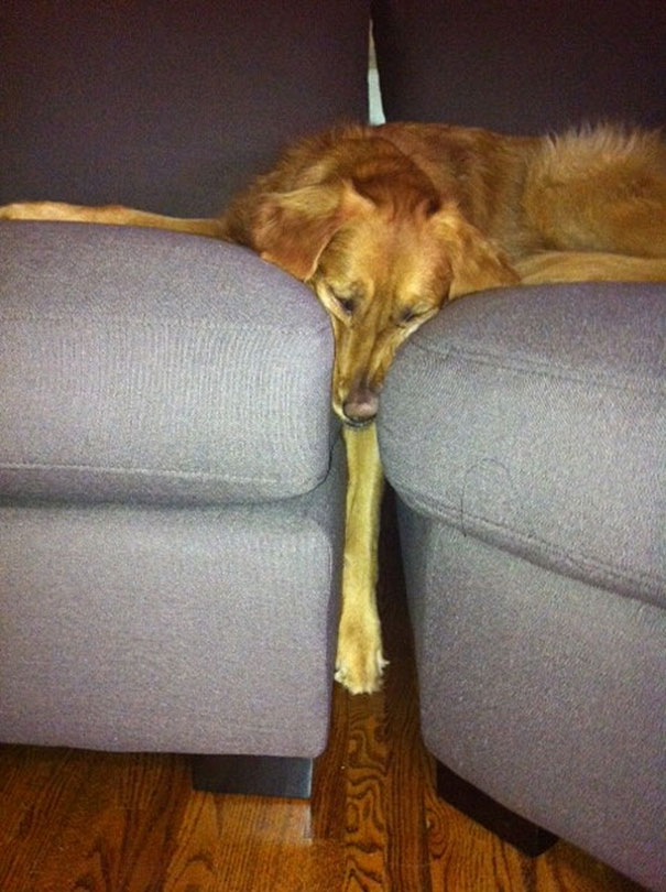 cats-and-dogs-losing-the-battle-with-human-furniture-2