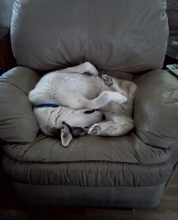 cats-and-dogs-losing-the-battle-with-human-furniture-20