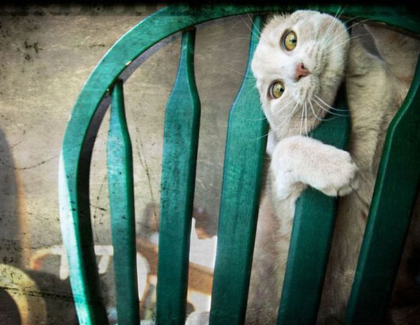 cats-and-dogs-losing-the-battle-with-human-furniture-24