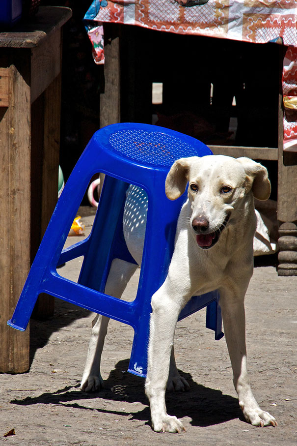 cats-and-dogs-losing-the-battle-with-human-furniture-25