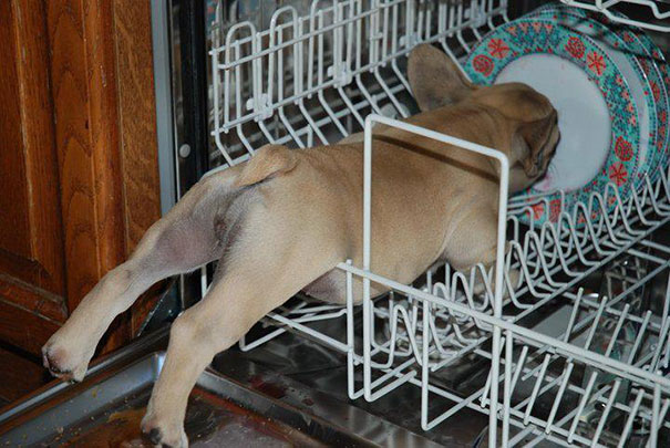cats-and-dogs-losing-the-battle-with-human-furniture-26