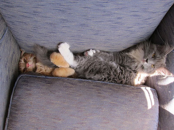 cats-and-dogs-losing-the-battle-with-human-furniture-27