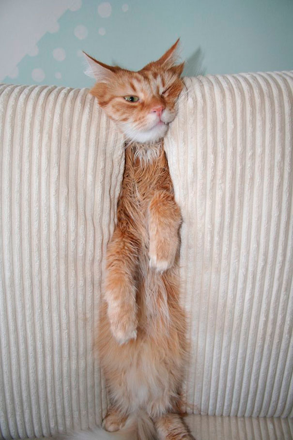 cats-and-dogs-losing-the-battle-with-human-furniture-29