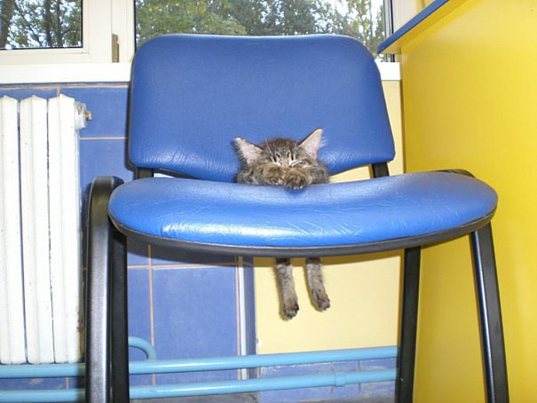 cats-and-dogs-losing-the-battle-with-human-furniture-3
