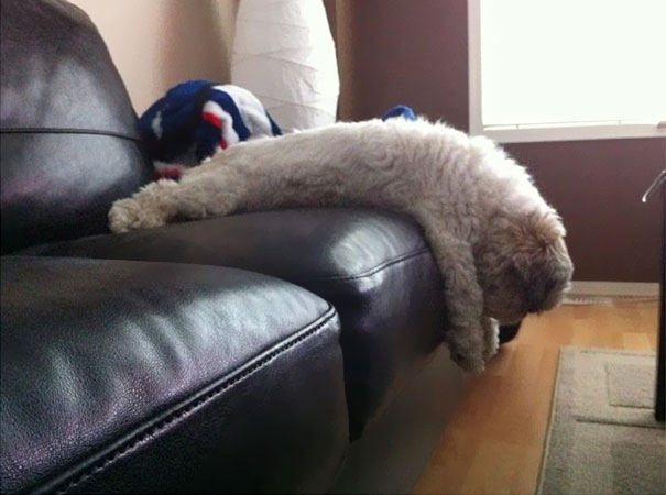 cats-and-dogs-losing-the-battle-with-human-furniture-30