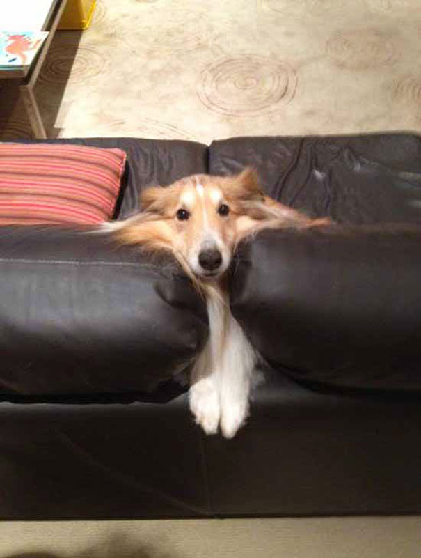cats-and-dogs-losing-the-battle-with-human-furniture-4