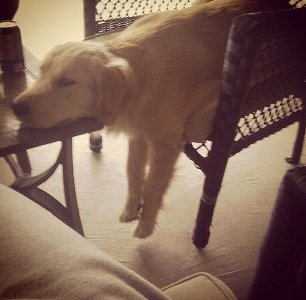 cats-and-dogs-losing-the-battle-with-human-furniture-5