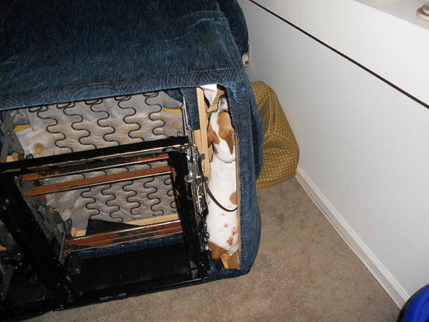 cats-and-dogs-losing-the-battle-with-human-furniture-7