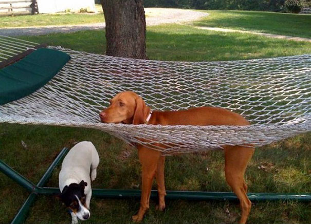 cats-and-dogs-losing-the-battle-with-human-furniture-9