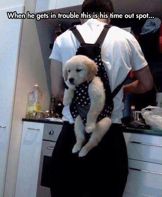 Cats And Dogs Losing The Battle With Human Furniture 30